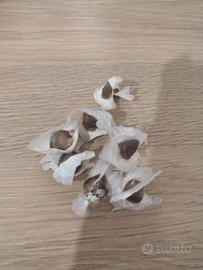 semi e piante di moringa 