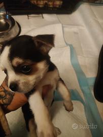 Cuccioli chihuahua