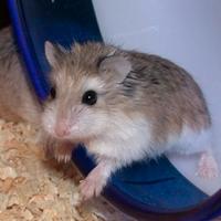 Coppia di criceti roborovsky