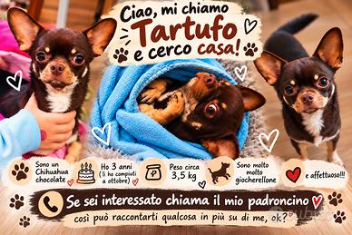 chihuahua maschietto 