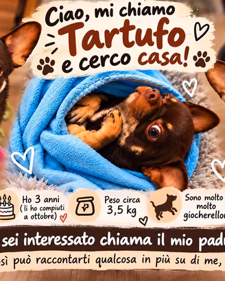 chihuahua maschietto 