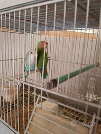 Inseparabili