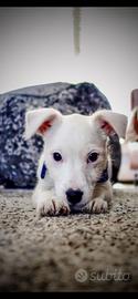 Cani bianchi taglia piccola