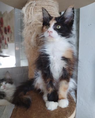 Gattini maine coon