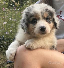 Cuccioli di pastore australiano
