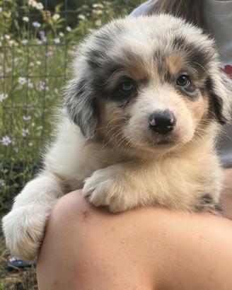Cuccioli di pastore australiano