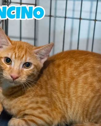 Arancino gattino rosso di 4 mesi