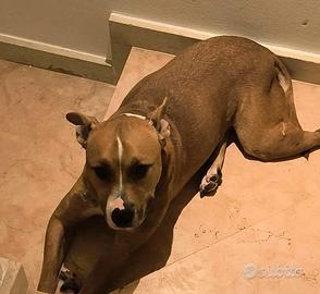 Amstaff maschio 8 anni