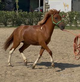Pony Femmina