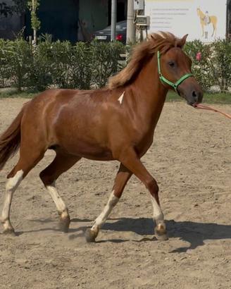 Pony Femmina