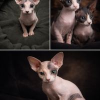 Cuccioli Sphynx
