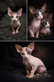 Cuccioli Sphynx