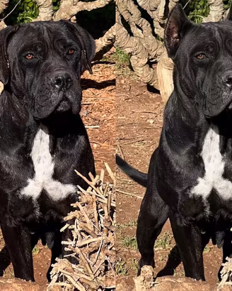 Cane corso