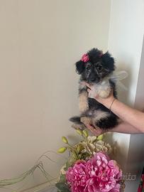 Cucciolo Barboncino