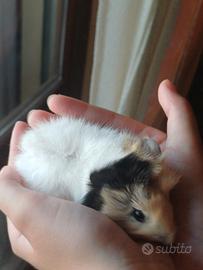 Cuccioli di cavia