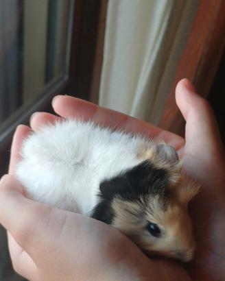 Cuccioli di cavia