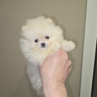 Pomerania toy femmina spitz tedeschi nano pedigree