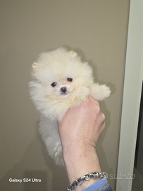 Pomerania toy femmina spitz tedeschi nano pedigree