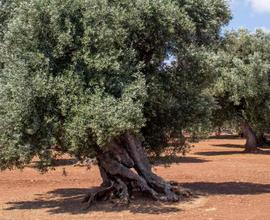 Terreno agricolo