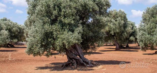 Terreno agricolo