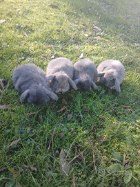 Cuccioli coniglio nano ariete