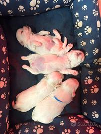 Cuccioli di maltesi taglia piccola