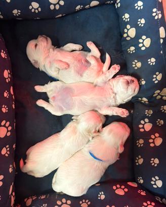 Cuccioli di maltesi taglia piccola