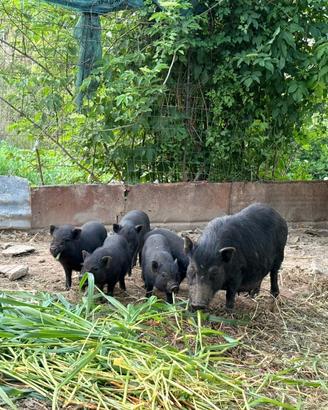Maialini ,maialino vietnamita ,maiale,maiale nano