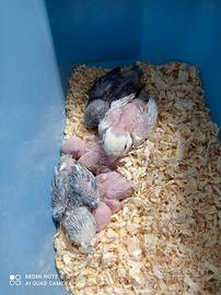 Piccoli roseicollis