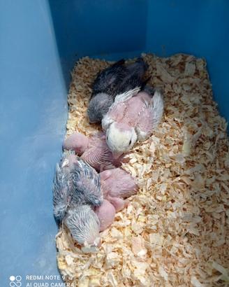 Piccoli roseicollis