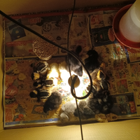 Pulcini di Araucana Australorp e Titine