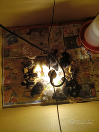 Pulcini di Araucana Australorp e Titine