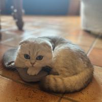 Femmina British Scottish Fold