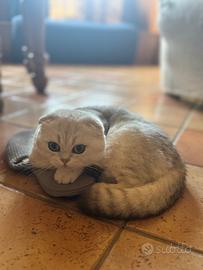Femmina British Scottish Fold