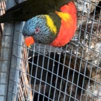 Disponibili Lori arcobaleno