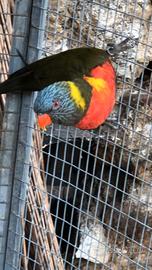 Disponibili Lori arcobaleno