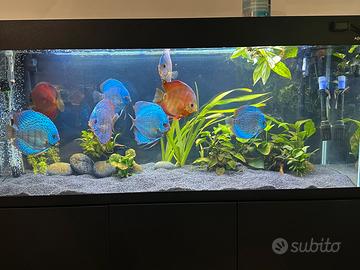 Acquario aquael optiset 240 completo discus