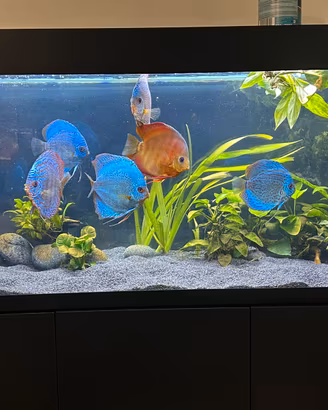 Acquario aquael optiset 240 completo discus