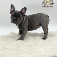 Esclusiva Principessina Bulldog Francese Total Blu
