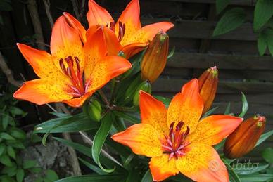 Piante di Giglio Rosso 