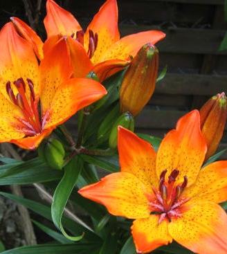 Piante di Giglio Rosso 