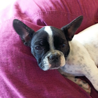 Cucciola di Bulldog Francese