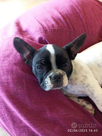 Cucciola di Bulldog Francese