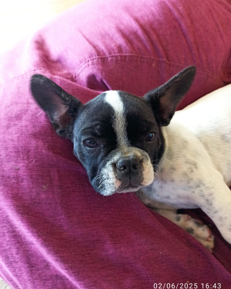 Cucciola di Bulldog Francese