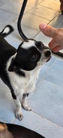 Chiwawa maschio 1 anno e mezzo