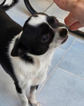 Chiwawa maschio 1 anno e mezzo