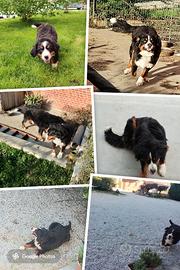 Bovaro del Bernese femmina