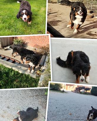 Bovaro del Bernese femmina