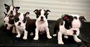 boston-terrier-