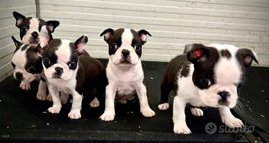 Boston terrier 